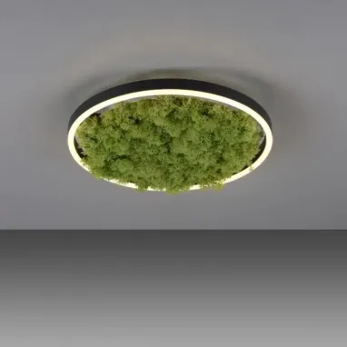 LED plafonska svetiljka sa islandskom mahovinom Green Ritus R400 PAUL NEUHAUS